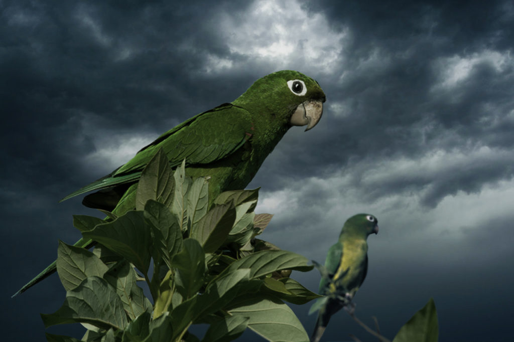 pericos en la tormenta