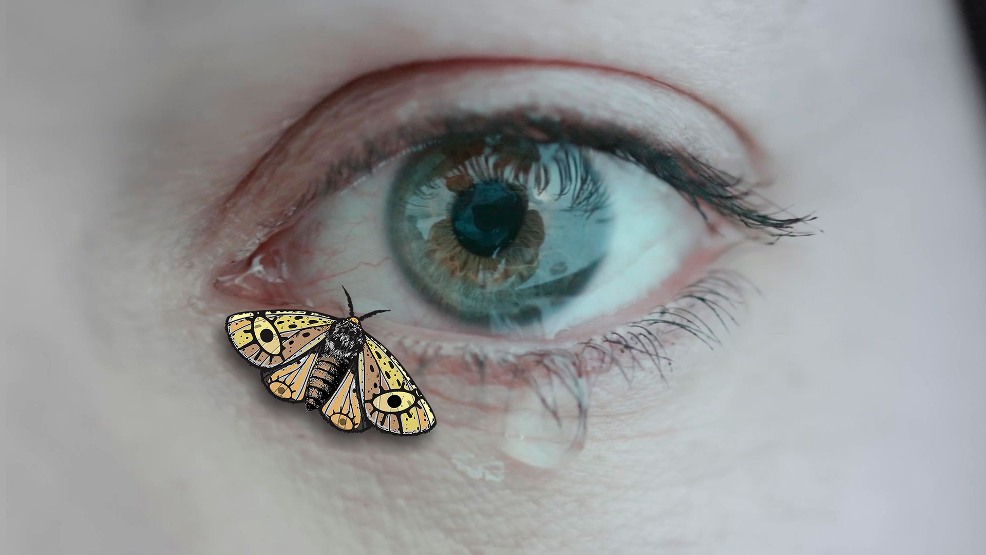 Una mariposa nocturna en la gran pantalla